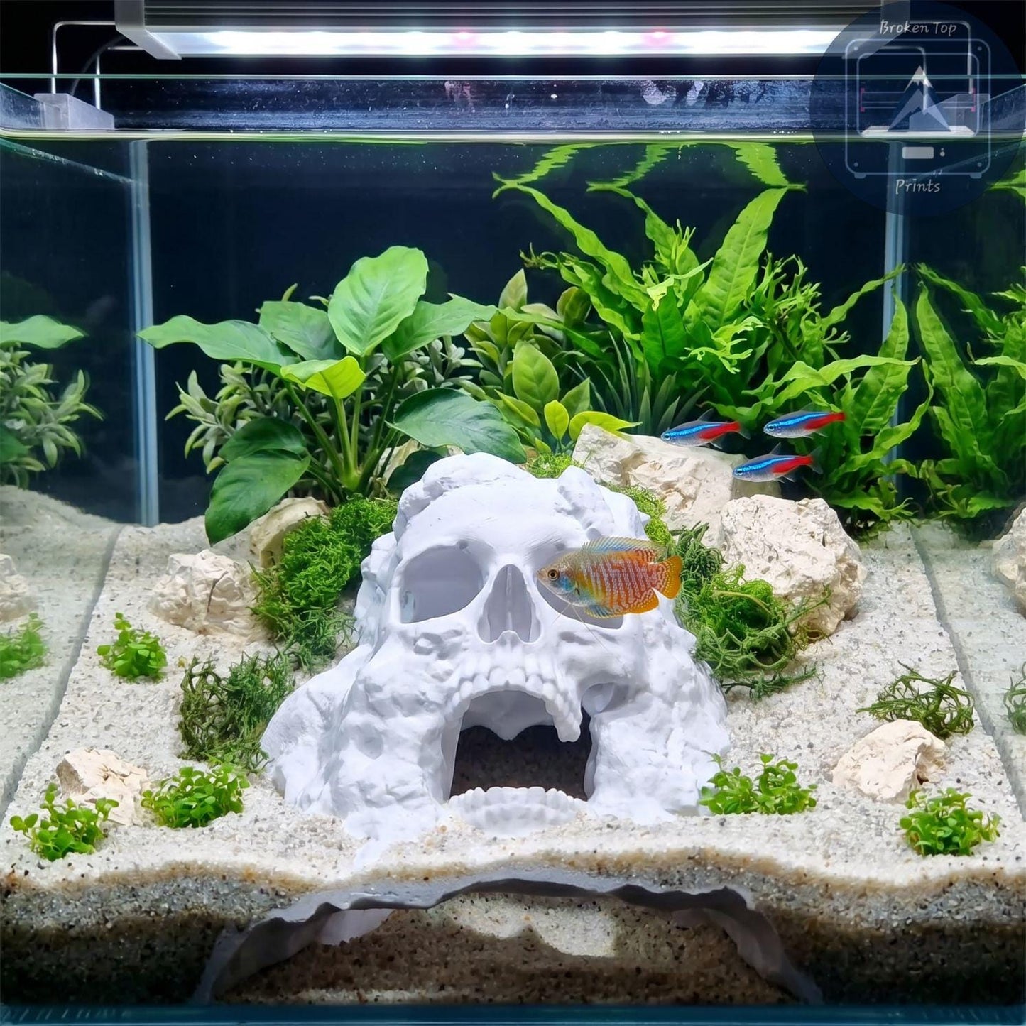 Dead Man’s Grave Aquarium Hide – Underground Skull Cave Tunnel for Fish & Shrimp | 3D Printed Tank Decor